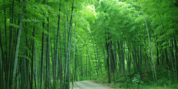 Deep Place in Bamboo Grove (Hulusi Music)