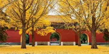 扬琴、中阮二重奏《飞舞的叶子》